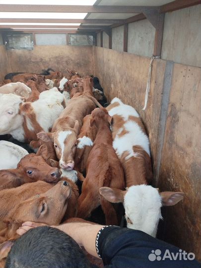 Телята бычки