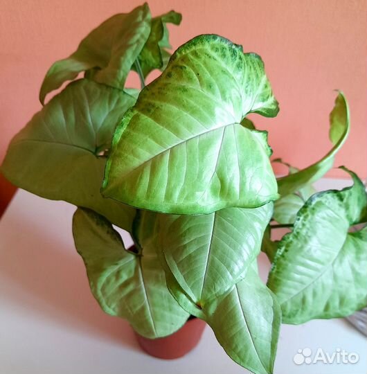 Сингониумы White Butterfly, Imperial White