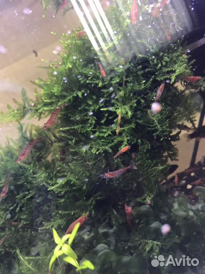 Аквариумные креветки