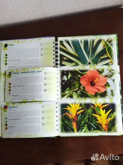 Волкова Е. Лучшие комнатные цветы: альбом-каталог