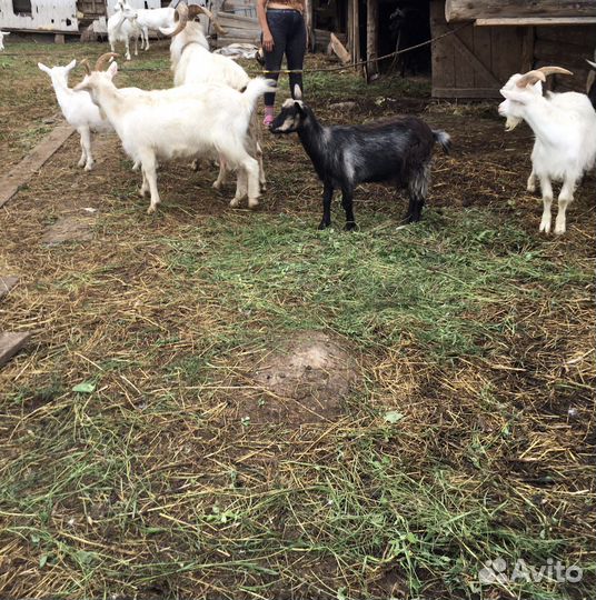 Козы козлята