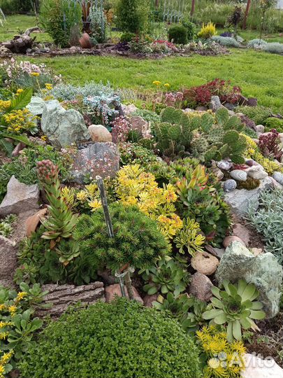 Кактусы редкие зимующие