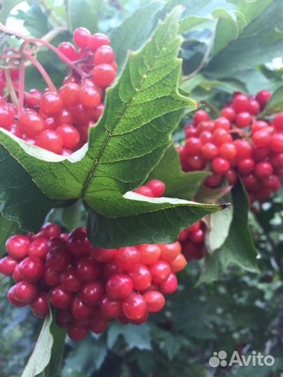 Калина саженцы крупная