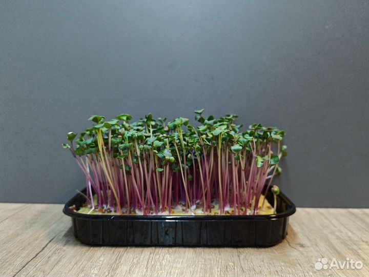 Микрозелень