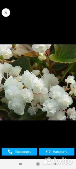 Бегонии вечноцветущие махровые