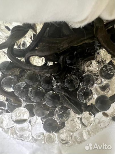 Пиявки гирудотерапия