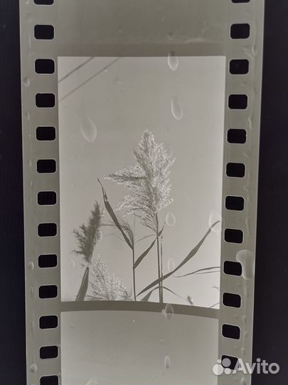 Проявка пленки 120 и 135 / Сканирование / Печать