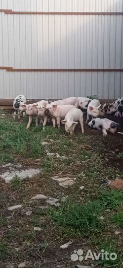 Поросята