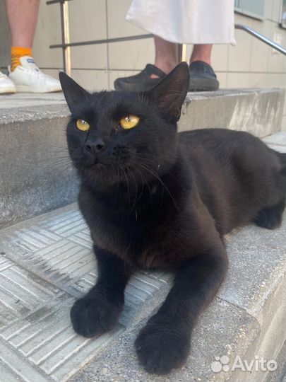 Кот в добрые руки