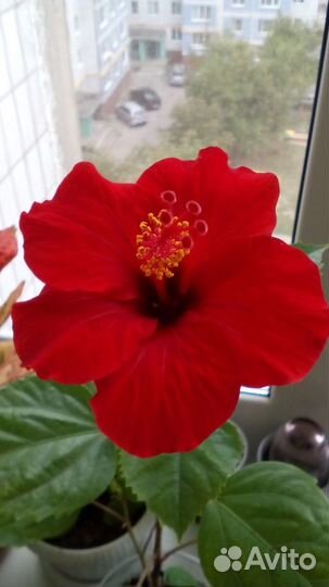 Гибискус красный