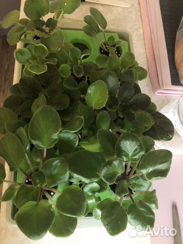 Детки фиалок