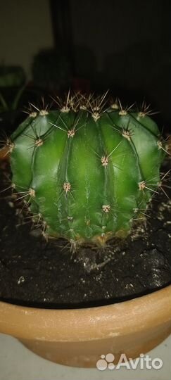 Алоэ столетник, кактус