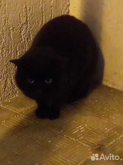 Котик ищет дом