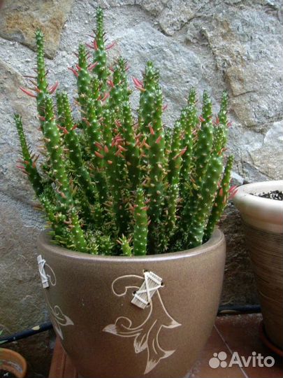 Кактус аустроцилиндропунция