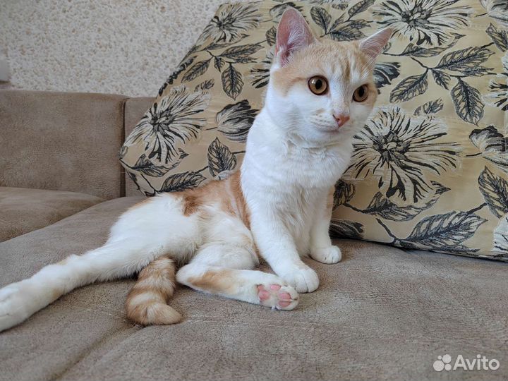 Кот