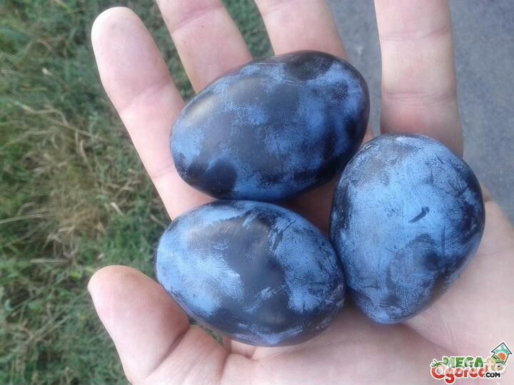 Слива стенлей