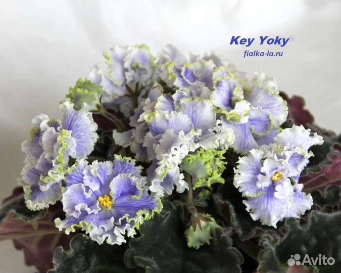 Сортовые фиалки
