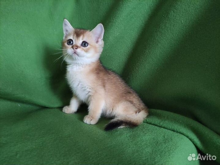 Золотые котята