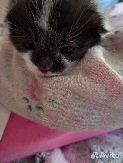 Маленький котёнок мальчик, от кошки мышеловки