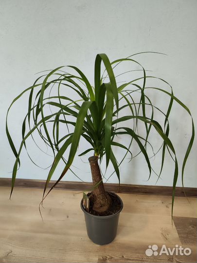 Бокарнея нолина