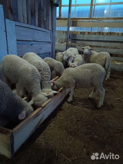 Ягнята, барашки