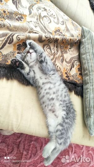 Котенок мальчик