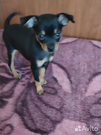 Мини той-терьер щенки