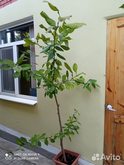 Лимонное дерево