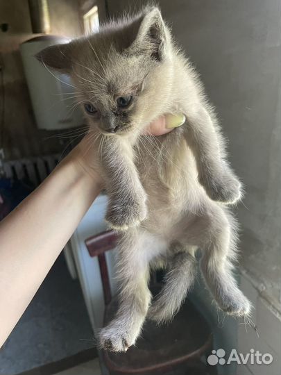 Котята в добрые руки бесплатно