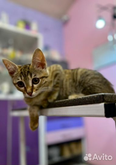 Кошка в дар