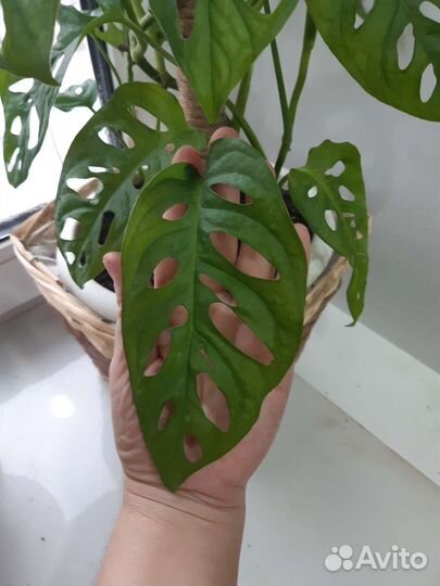 Монстера Адансона/ Манки маск