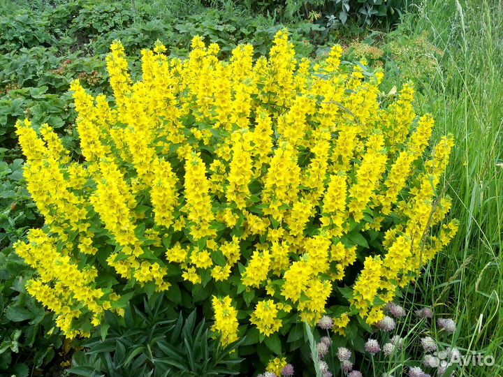 Многолетние растения