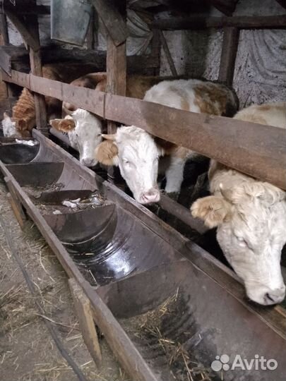 Телки на мясо