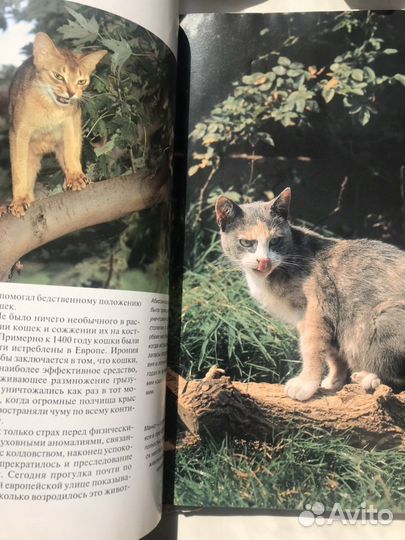 Книга про кошек