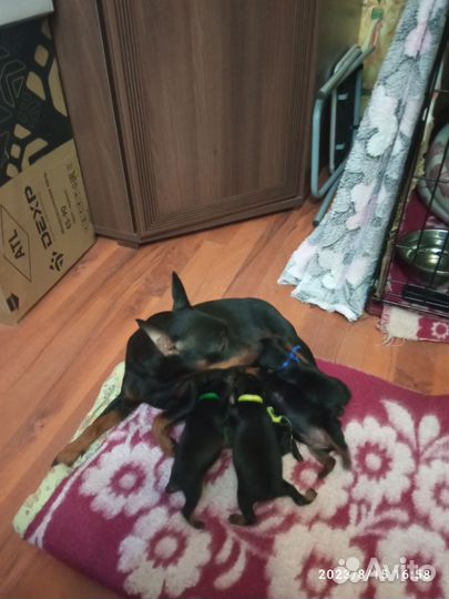 Щенки цвергпинчера