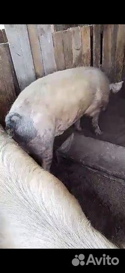 Кабан на племя