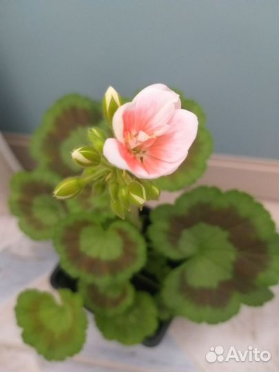 Пеларгония (герань)