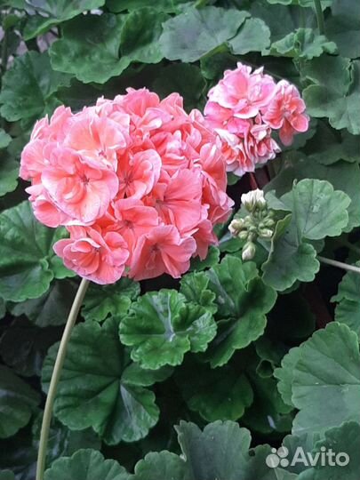 Пеларгония махровая