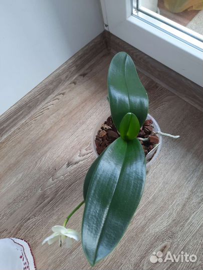 Драцена, орхидея фаленопсис