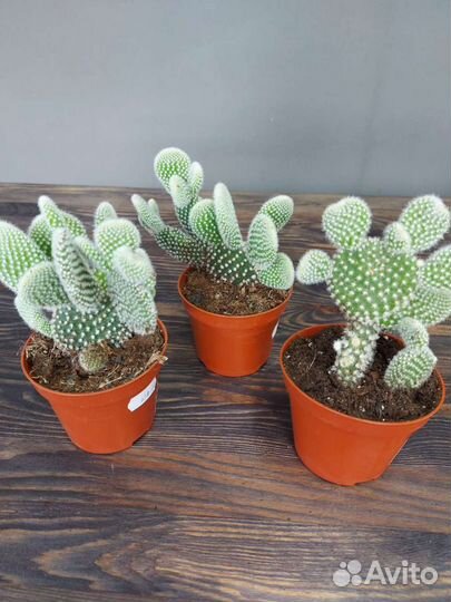 Кактус опунция мелковолосистая Албиспина