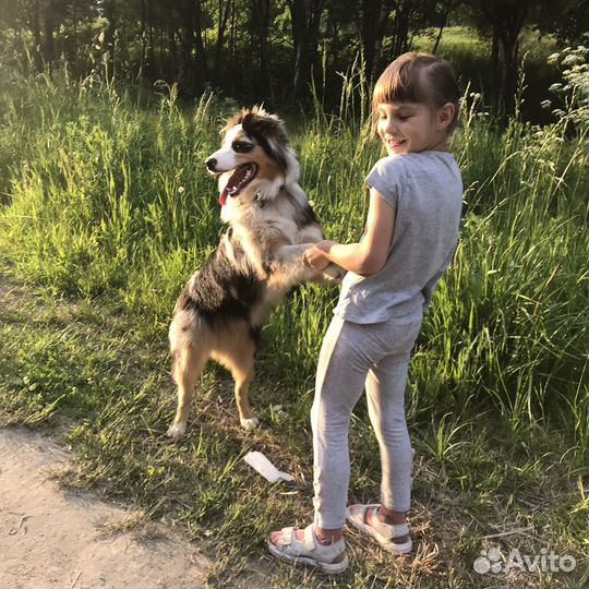 Автралийская овчарка (Аусси)