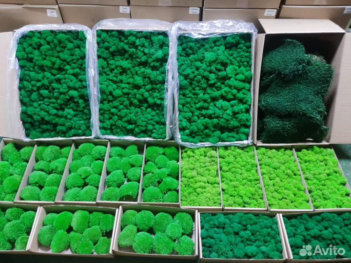 Стабилизированный мох ягель, кочка, пластовой