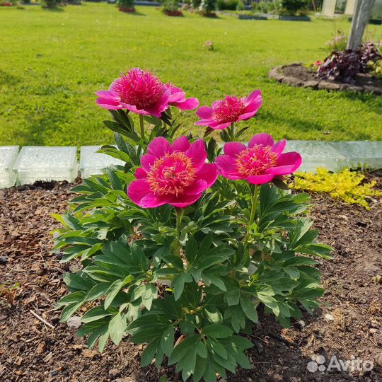 Пион Анемонефлора (Paeonia Anemoniflora')