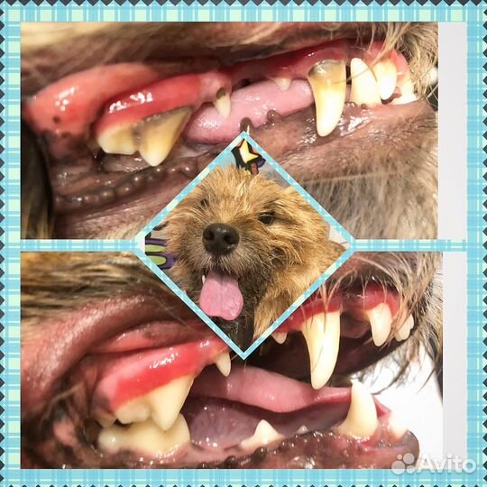 Ультразвуковая чистка зубов собакам без наркоза