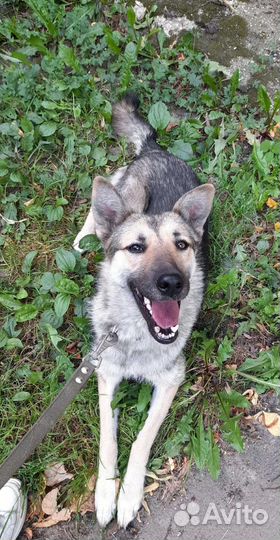 Собака-улыбака