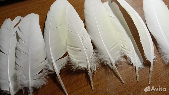 Перо какаду