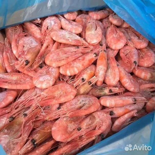 Креветки северные