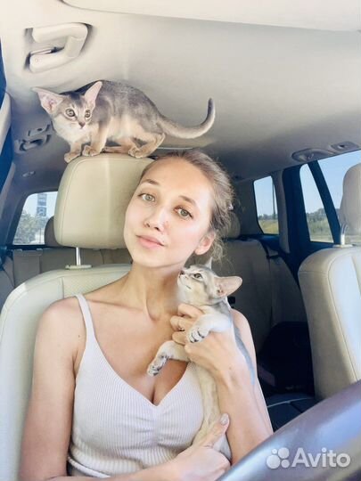 Забронирован Бриллиантовый абиссинский котенок