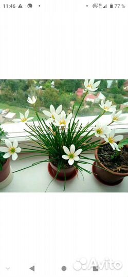 Зeфирaнтес (выскочкa), белый