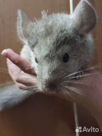 Шиншилла, мальчик